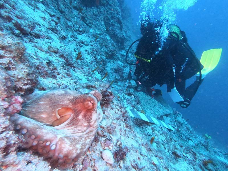 Batı Antalya Batığında Ahtapot Gözetimde Kazı 05