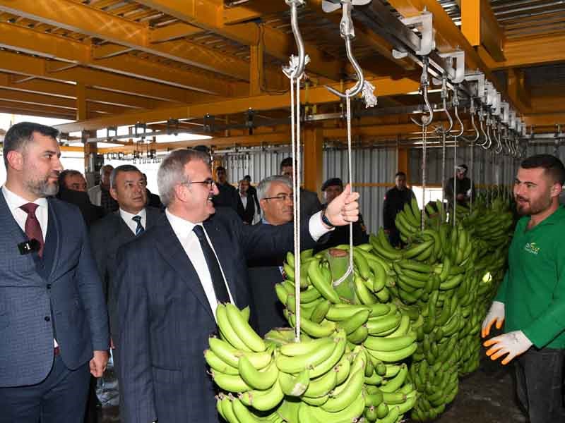 Türkiye’nin En Büyük Muz Üreticisi Olacağız 02