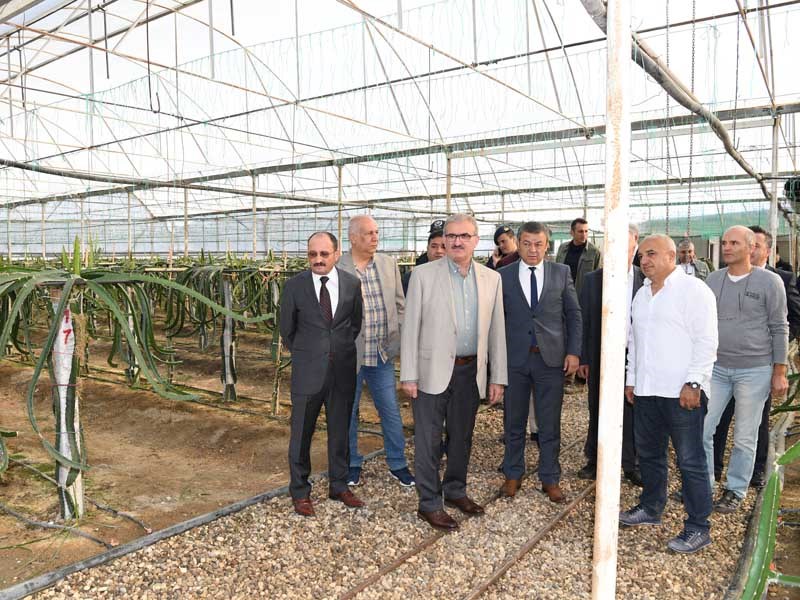 Antalya Tarımında Tropik Meyveler Yeni Alternatif 01