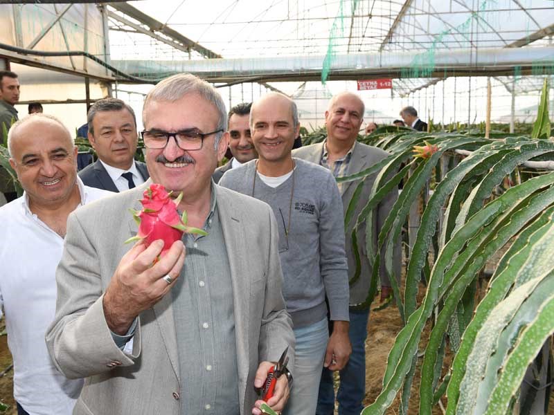Antalya Tarımında Tropik Meyveler Yeni Alternatif 03