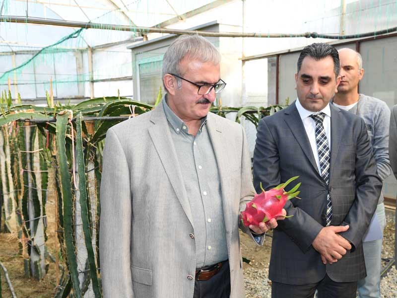 Antalya Tarımında Tropik Meyveler Yeni Alternatif 05