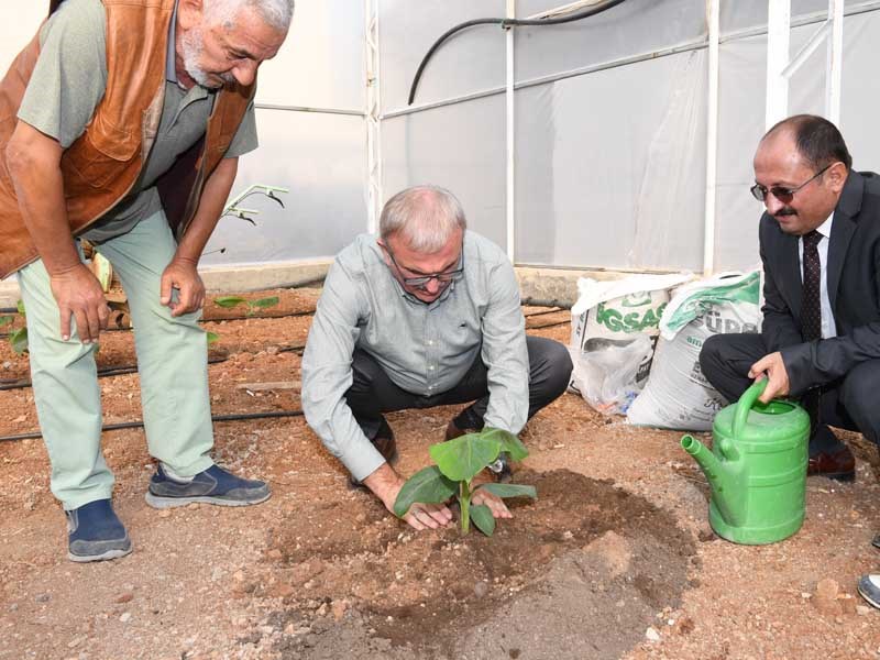 Antalya Tarımında Tropik Meyveler Yeni Alternatif 08