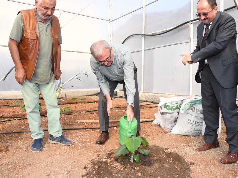 Antalya Tarımında Tropik Meyveler Yeni Alternatif 09