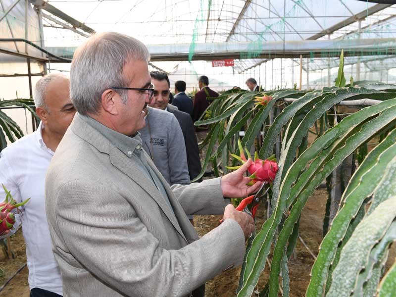 Antalya Tarımında Tropik Meyveler Yeni Alternatif ana