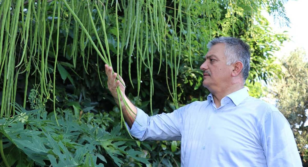 Gazipaşa Tropikal Meyve Üretiminde Çığır Açacak 01