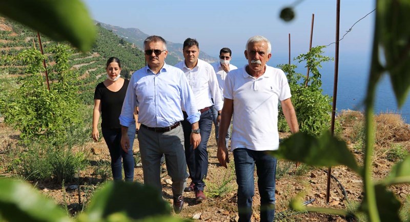 Gazipaşa Tropikal Meyve Üretiminde Çığır Açacak 08