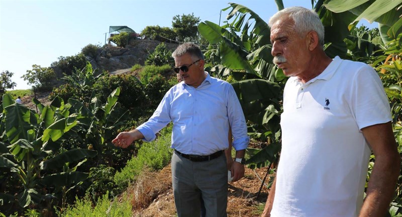 Gazipaşa Tropikal Meyve Üretiminde Çığır Açacak 10