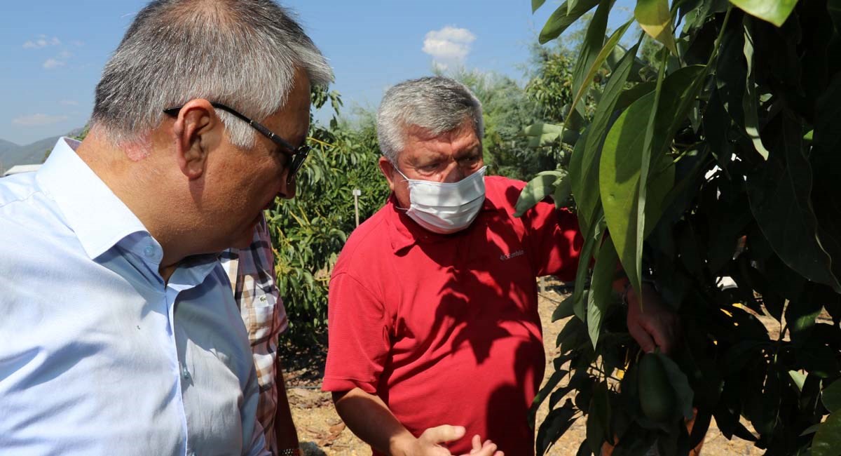 Gazipaşa Tropikal Meyve Üretiminde Çığır Açacak 12