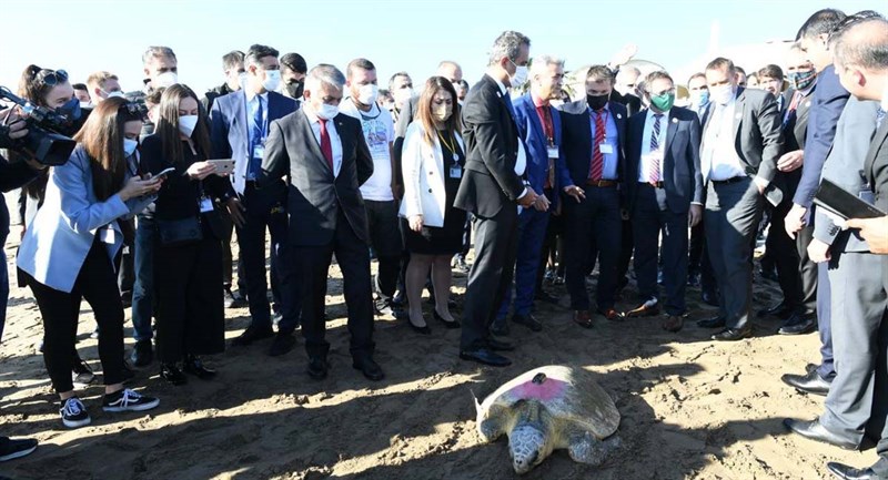 Tedavisi Tamamlanan 2 Caretta Caretta Denize Bırakıldı 01