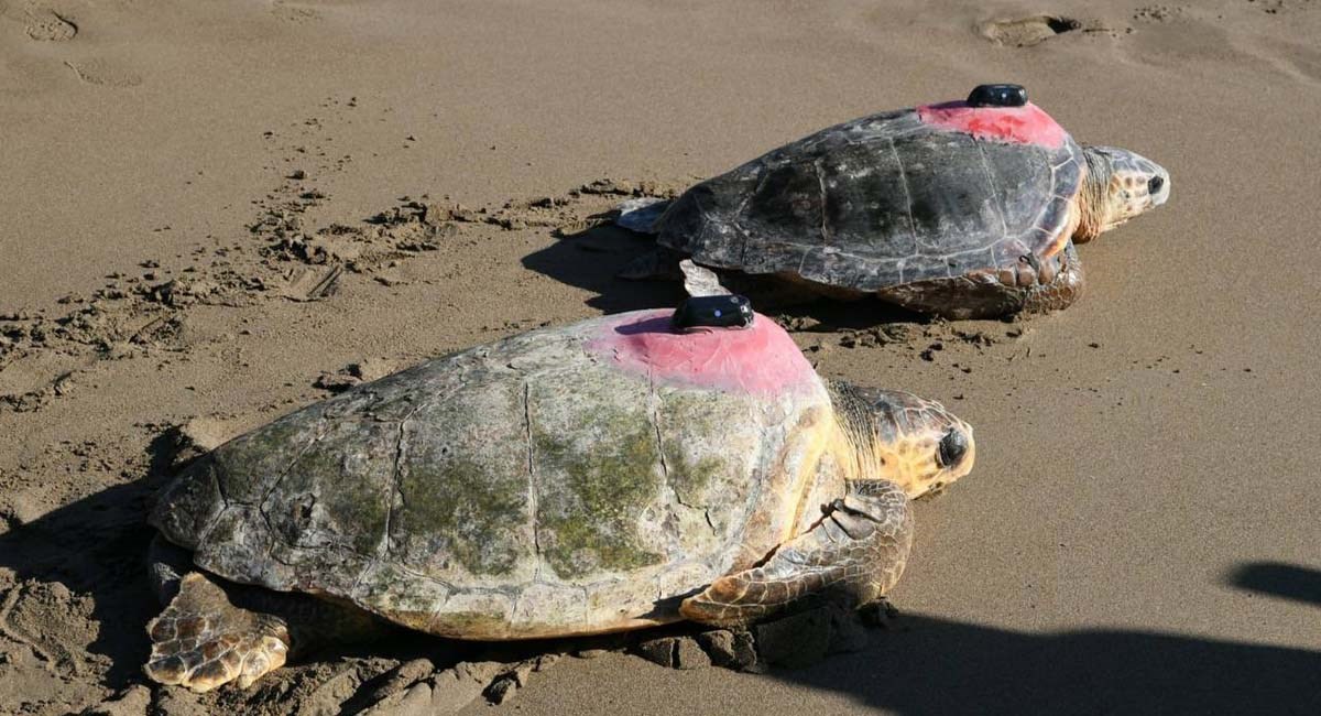 Tedavisi Tamamlanan 2 Caretta Caretta Denize Bırakıldı 04