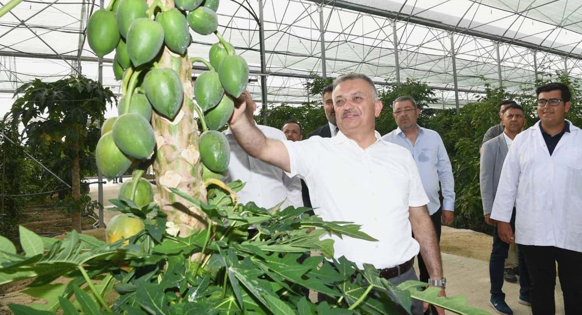 Tarımdaki Liderliğimizi Tropik Meyvelerle Daha Da İleriye Taşıyacağız 03