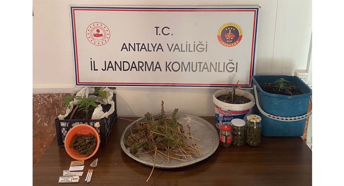 01 Jandarmadan Yasadışı Kenevir Ekimine Operasyon