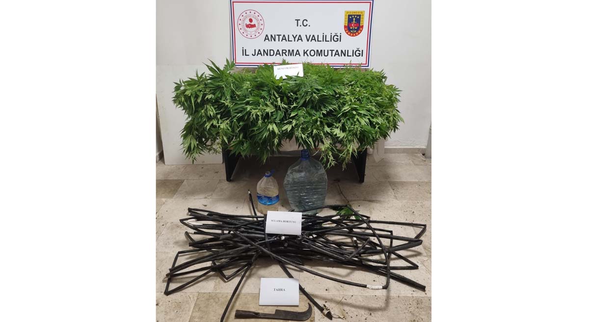 2535 Kök Kenevir Ele Geçirildi 01
