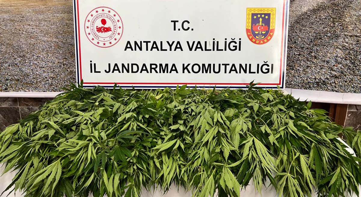 268 Kök Kenevir Ele Geçirildi 01